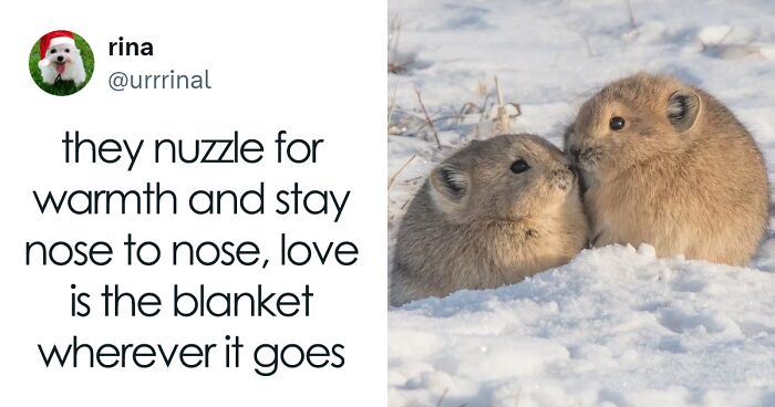 120 Animal Memes That Help People Forget Heavy Thoughts