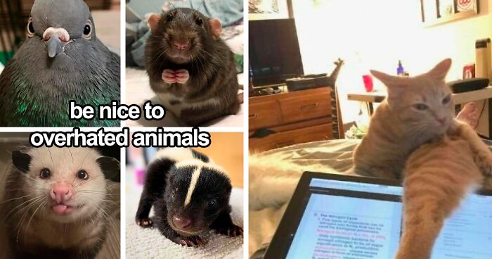120 Animal Memes That Help People Forget Heavy Thoughts