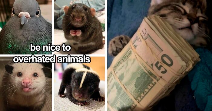 120 Wholesome And Funny Animal Memes To Help You Ignore The Chaos Happening In The World Right Now