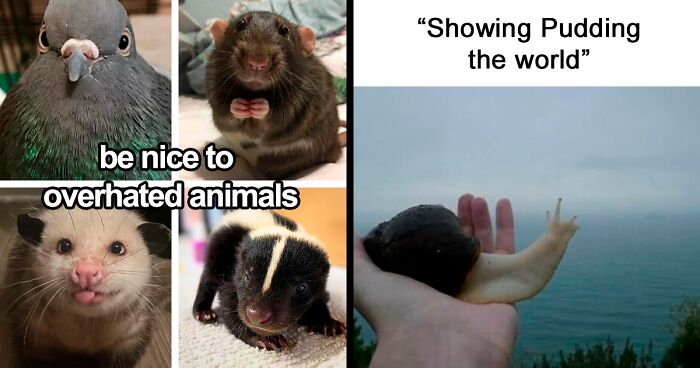120 Animal Memes That Help People Forget Heavy Thoughts