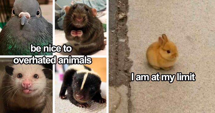 120 Animal Memes That Help People Forget Heavy Thoughts