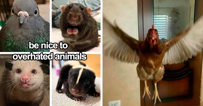 120 Animal Memes That Help People Forget Heavy Thoughts