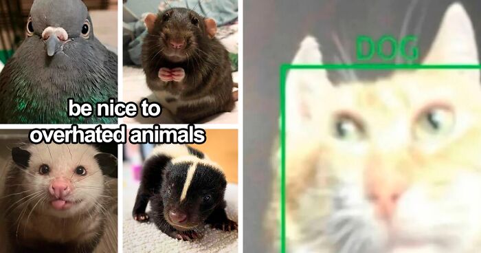 120 Animal Memes That Help People Forget Heavy Thoughts