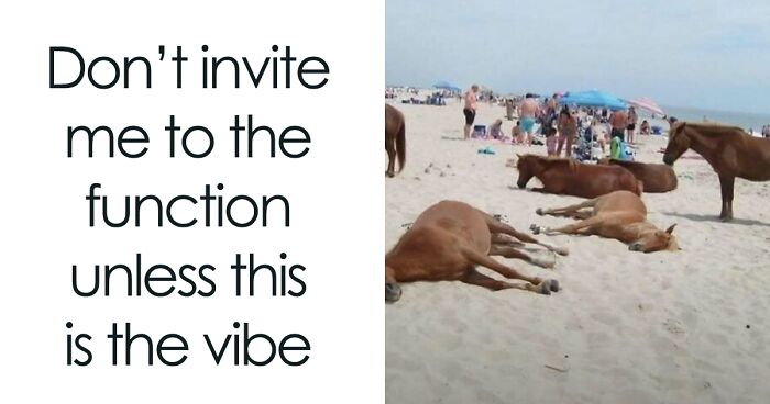 120 Animal Memes That Help People Forget Heavy Thoughts