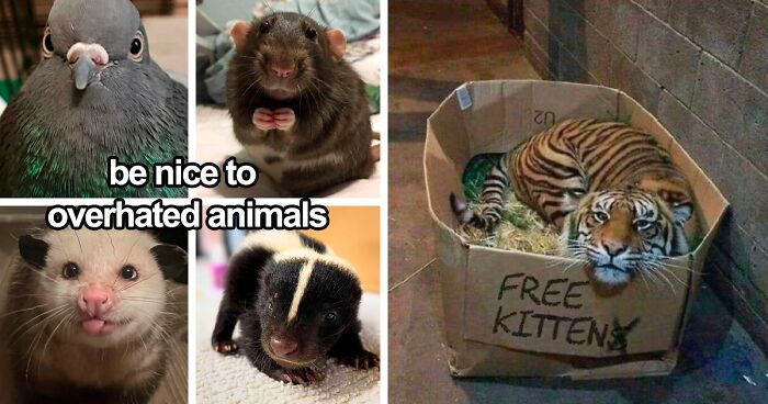 120 Animal Memes That Help People Forget Heavy Thoughts