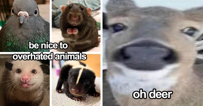 120 Animal Memes That Help People Forget Heavy Thoughts