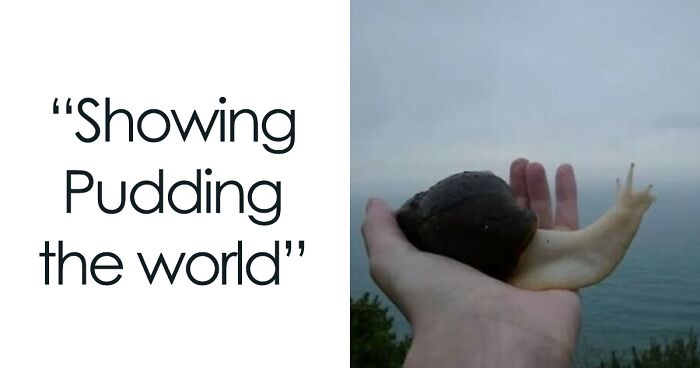 120 Animal Memes That Help People Forget Heavy Thoughts