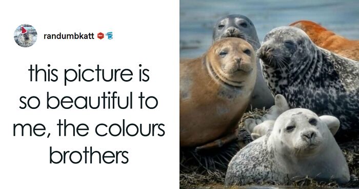 120 Animal Memes That Help People Forget Heavy Thoughts