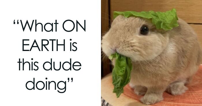 120 Animal Memes That Help People Forget Heavy Thoughts