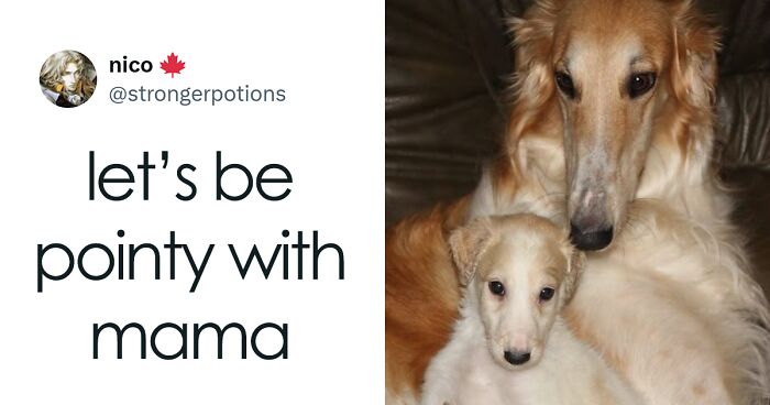 120 Animal Memes That Help People Forget Heavy Thoughts