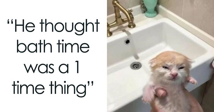 120 Animal Memes That Help People Forget Heavy Thoughts