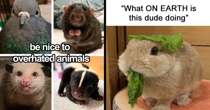 120 Animal Memes That Help People Forget Heavy Thoughts