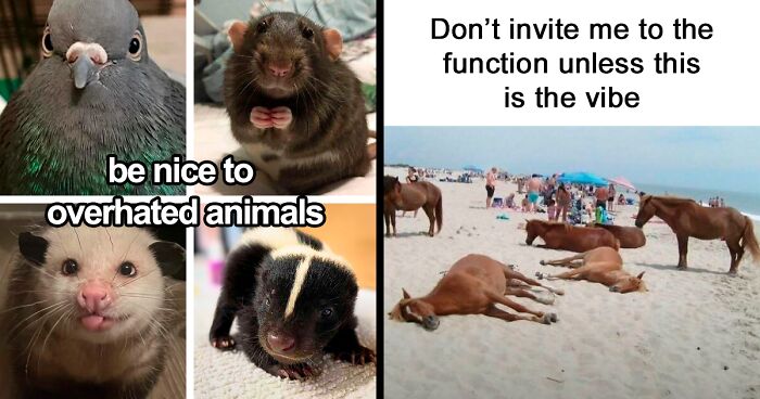 120 Animal Memes That Help People Forget Heavy Thoughts