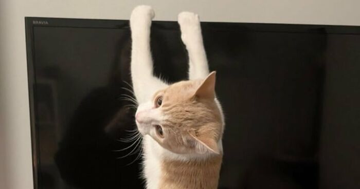 50 Cats Who Appear To Be Running On Pure Instinct And Zero Coherent Thoughts