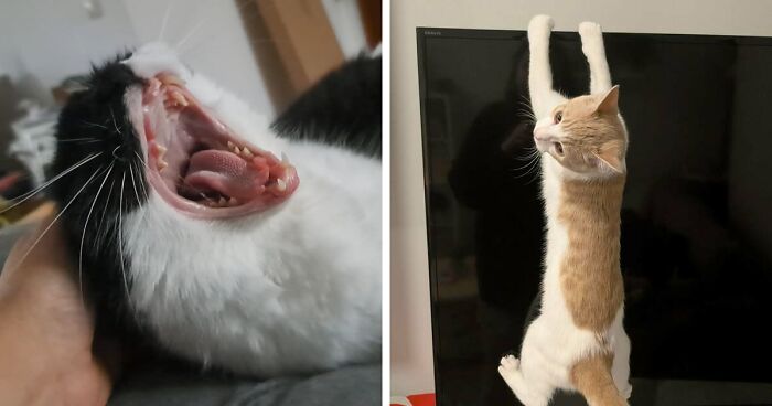 50 Cats Who Appear To Be Running On Pure Instinct And Zero Coherent Thoughts
