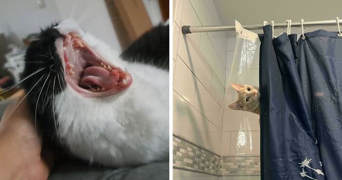 50 Cats Who Appear To Be Running On Pure Instinct And Zero Coherent Thoughts