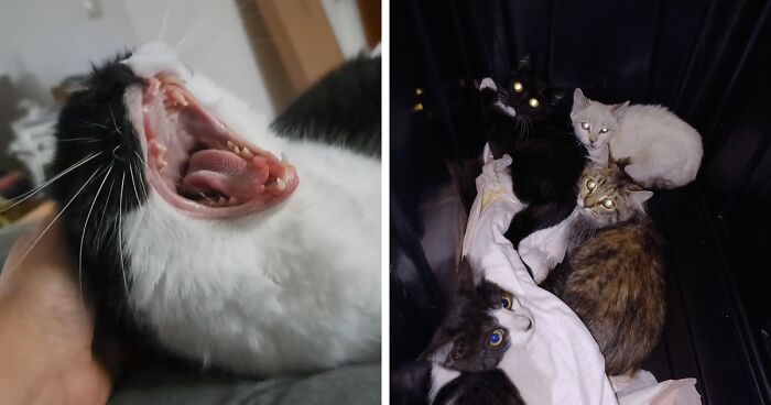 The Grinch Stole The Last Braincell From Each Of These 50 Cats, But You Don’t See Us Complaining