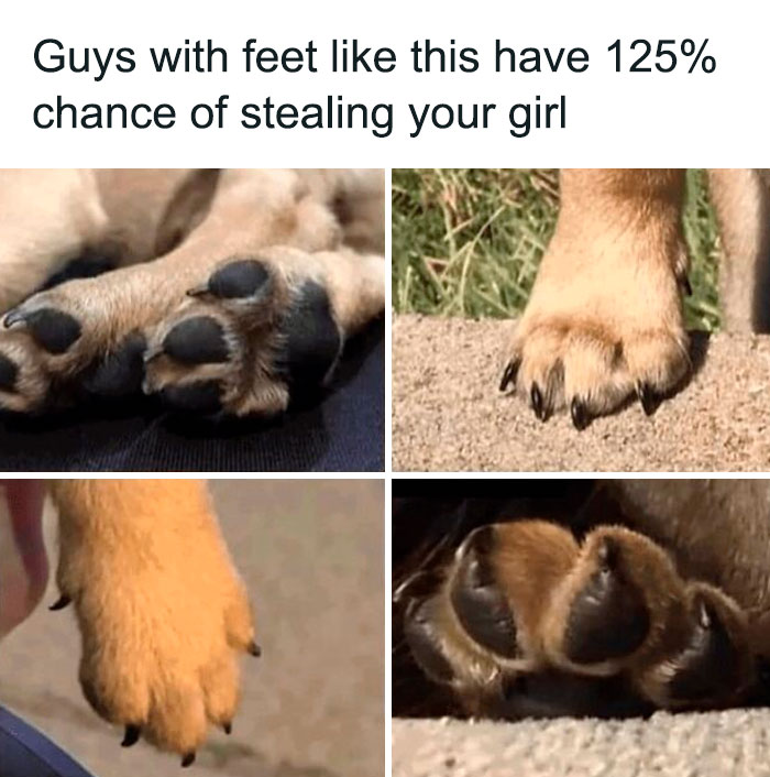 Four close-up images of adorable dog paws with text about dogs and a humorous chance of stealing your girl.