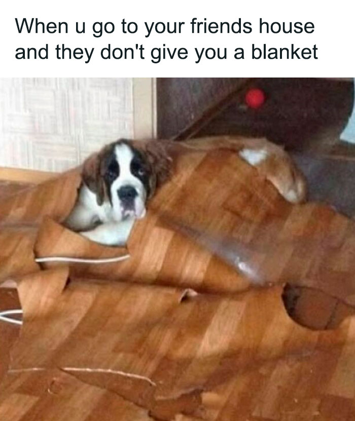 Sad dog wrapped in torn floor covering instead of a blanket, a humorous adorable dog meme to warm your heart.