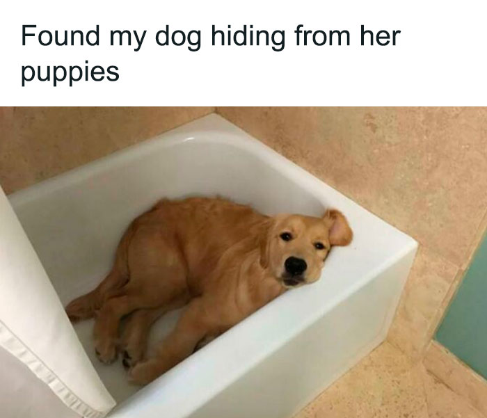 Golden retriever puppy lying in a bathtub, hiding from her puppies in a cute dog meme to warm your heart.