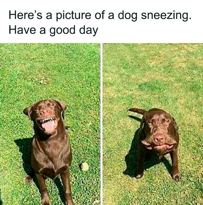 Brown dog sneezing outdoors on grass, captured in two funny moments for adorable dog memes to warm your heart.