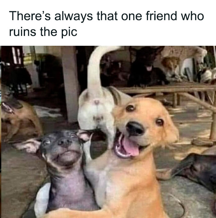 Two dogs posing for a photo with one looking happy and the other awkward in a funny dog memes moment.