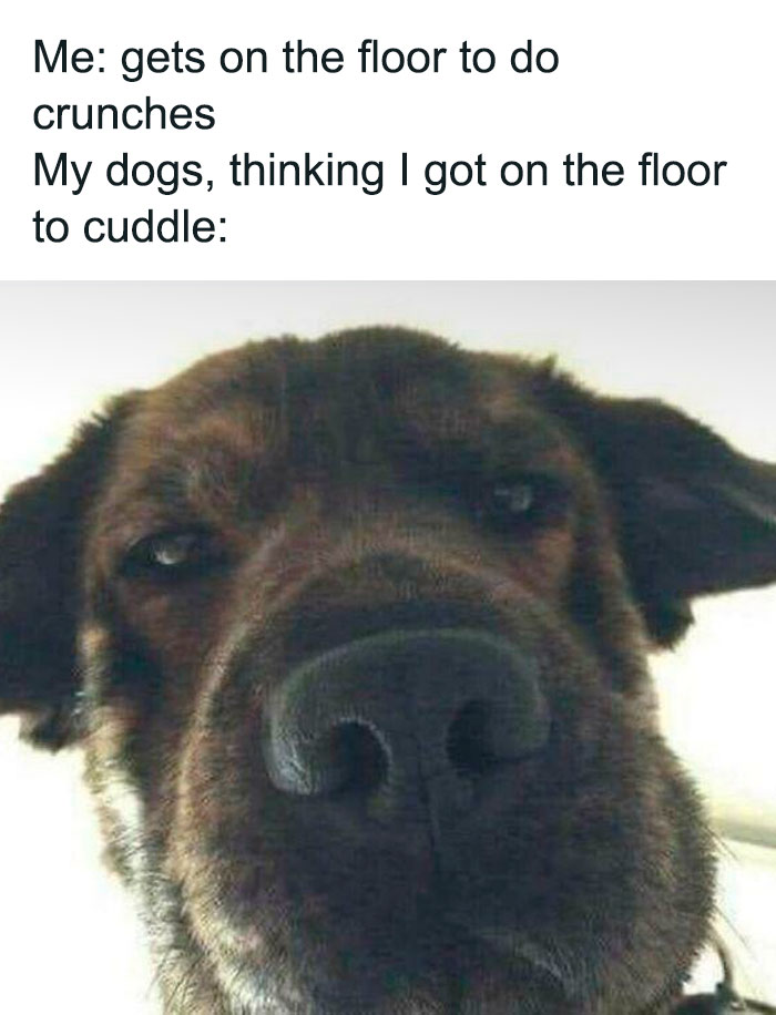 Close-up of a dog looking affectionate and hopeful, capturing the warmth of adorable dog memes.