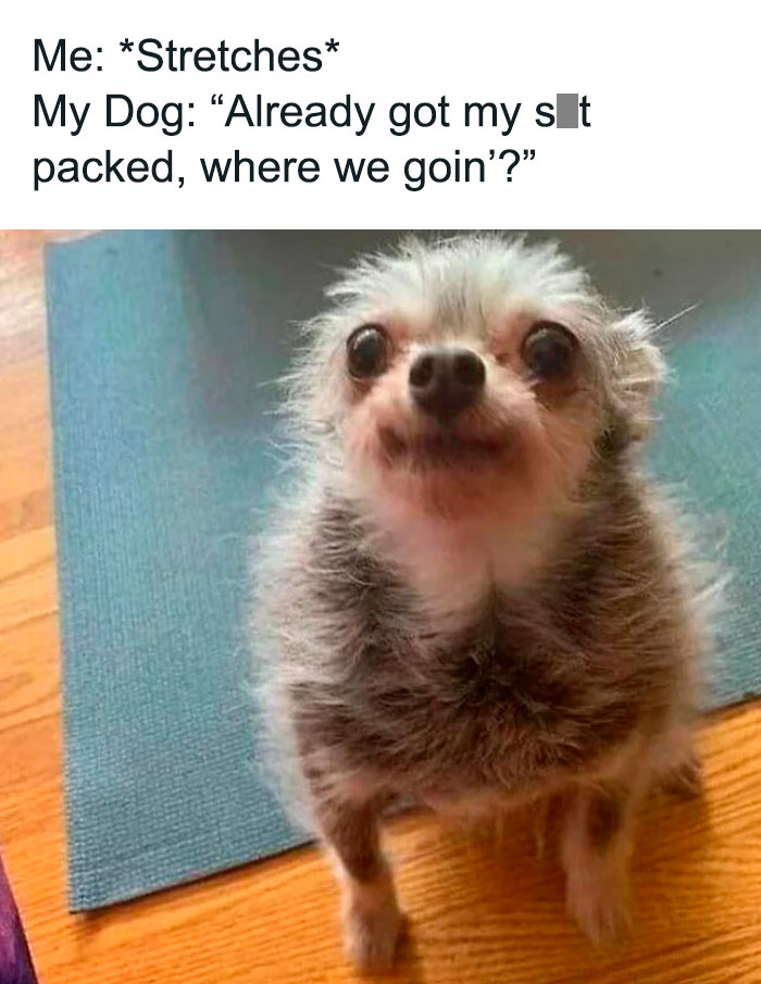 Small fluffy dog with wide eyes standing on a wooden floor and yoga mat, featured in funny dog memes.