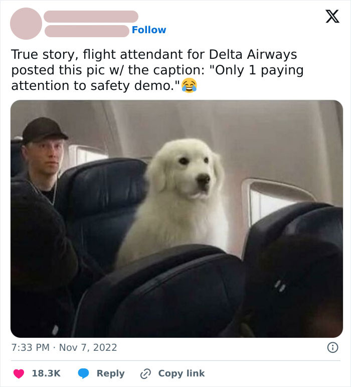 Flight attendant shares meme of an adorable dog on a plane as the only one paying attention to safety demo.