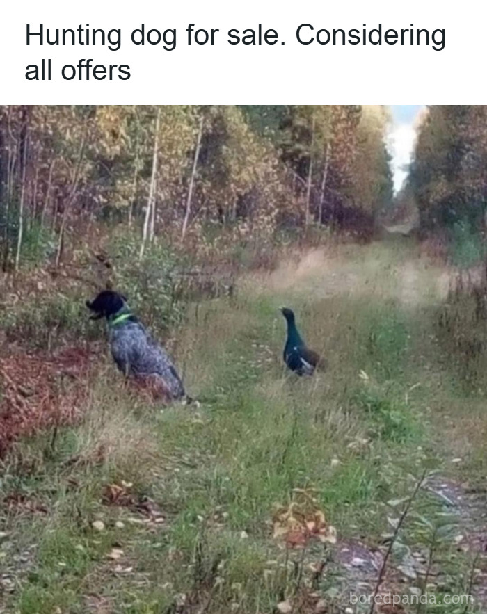 Hunting dog next to bird in grassy forest path, a funny dog meme to warm your heart and make you laugh