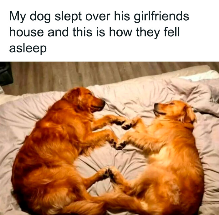 Two golden retrievers sleeping on a bed, holding paws, shown in adorable dog memes to warm your heart.