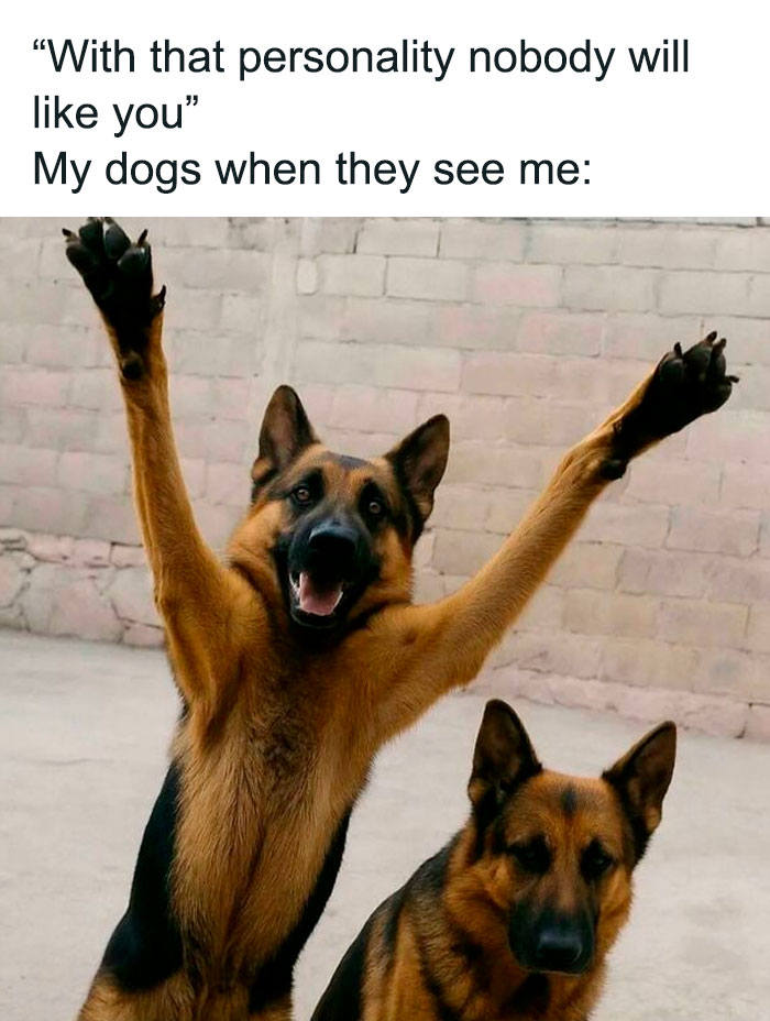 Two German Shepherd dogs, one joyfully raising paws, showcasing adorable dog memes with heartwarming and funny expressions.