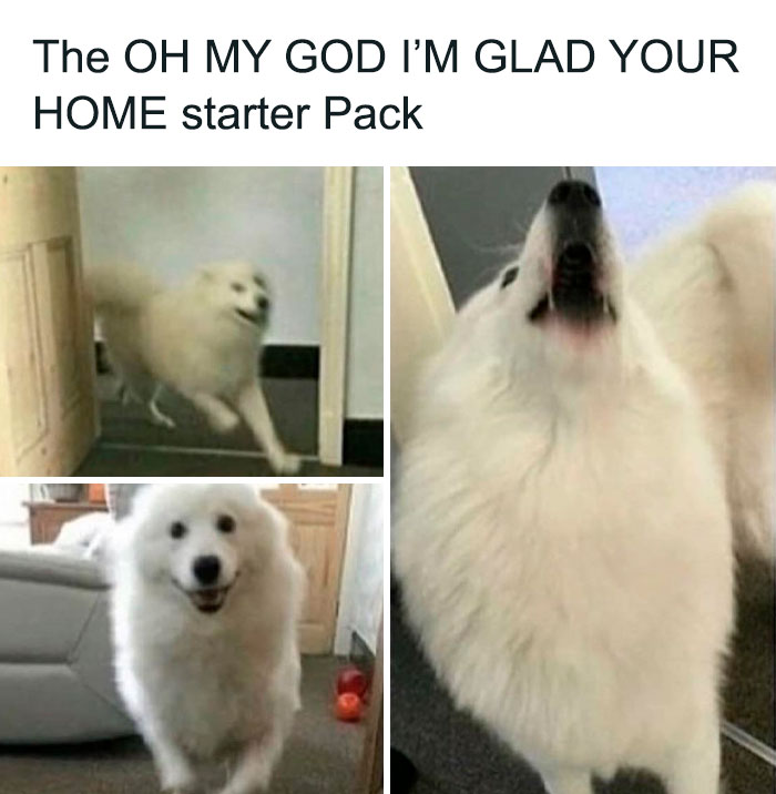 Fluffy white dog running excitedly and smiling indoors, a cute scene from adorable dog memes to warm your heart.