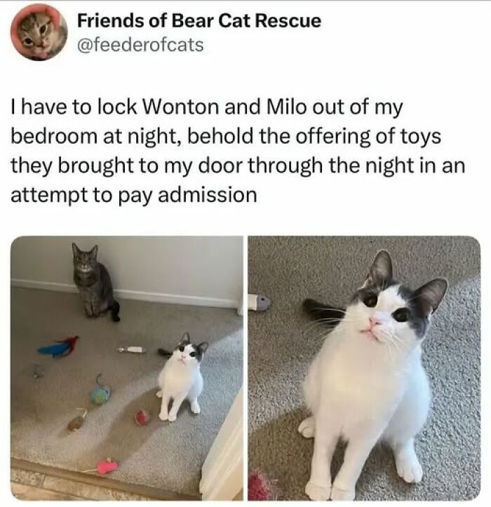 Two cats sitting by a door with an array of toys laid out, showing typical cat owner encounters with pets behaving like jerks.