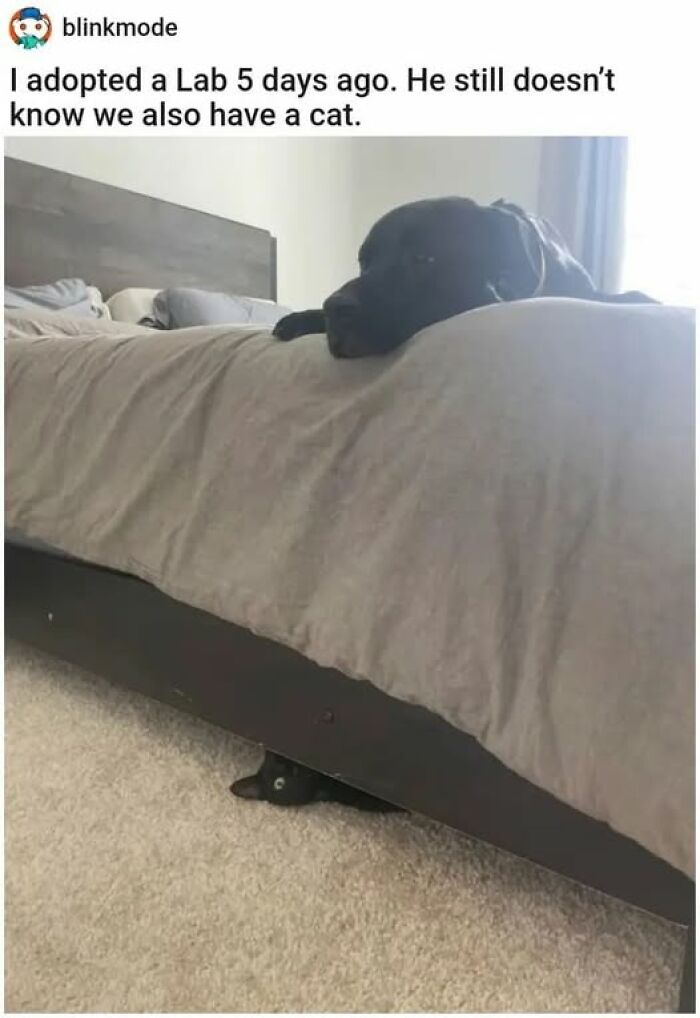Black cat hiding under bed while black dog rests on top, showcasing pets behaving like jerks caught by cat owners.