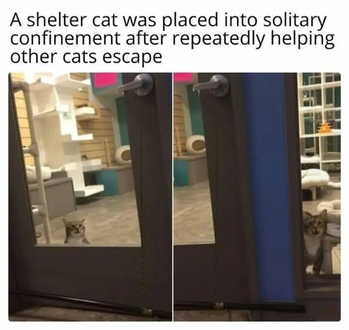 Shelter cat caught behaving like a jerk placed in solitary confinement after helping other cats escape through door gap.
