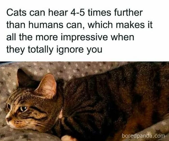 Tabby cat lying down ignoring humans, showcasing typical behavior of pets caught behaving like jerks by cat owners.