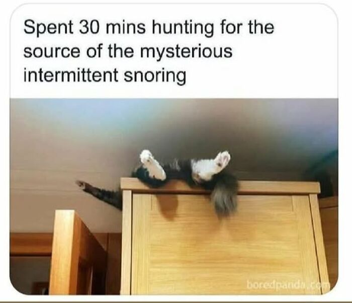 Cat owners caught their adorable pets behaving like jerks lounging on top of a tall cabinet sleeping and snoring.