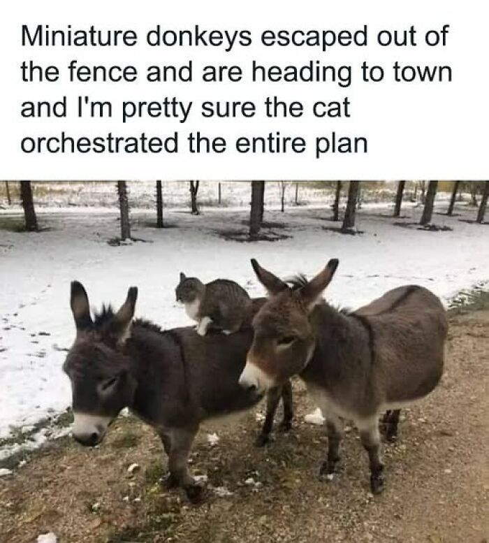 Cat behaving like a jerk sitting on a miniature donkey while the donkeys escape through a snowy fenced area.