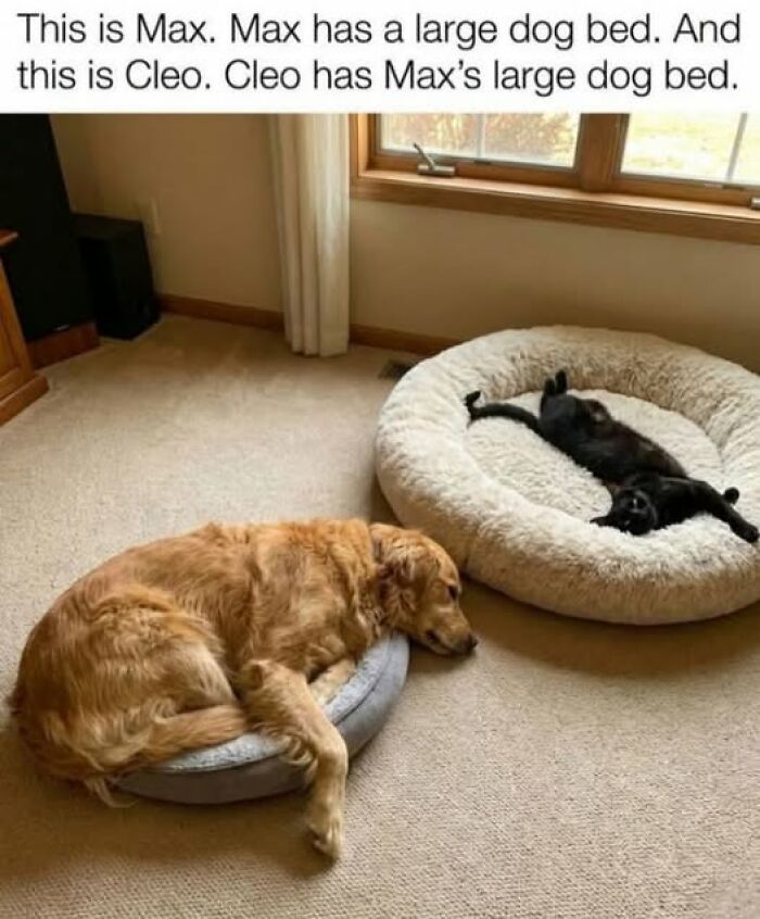 Golden retriever lies in a small bed while cat comfortably sprawls in dog’s larger bed, pets behaving like jerks.