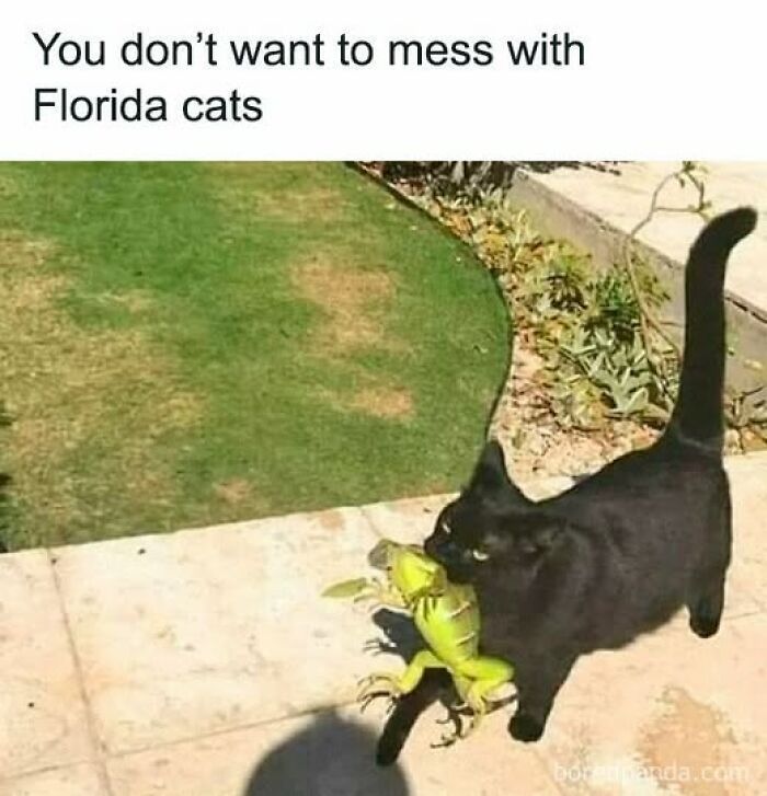 Black cat carrying a large lizard outdoors, showing typical mischievous behavior of cat owners caught pets behaving like jerks.