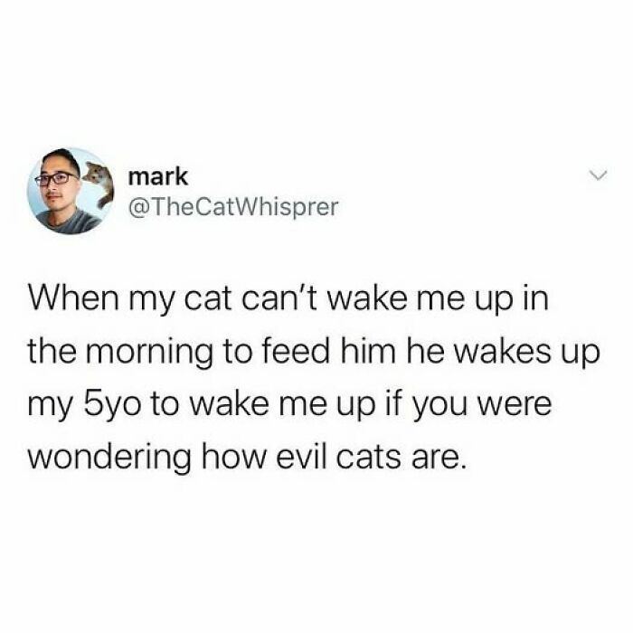 Tweet from cat owner sharing how their cat behaves like a jerk by waking up their child to get fed in the morning.