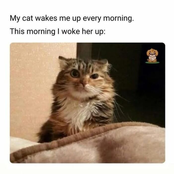 Sleepy cat with wide eyes caught behaving like a jerk after being woken up by its owner in the morning.