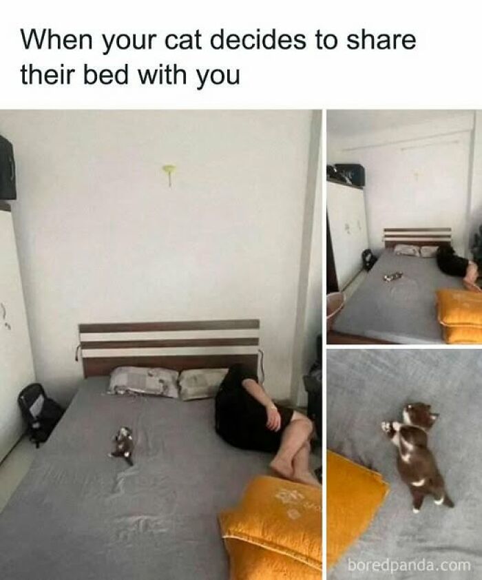 Cat owners caught their adorable pets behaving like jerks as a cat takes up most of the bed leaving little space for the owner.