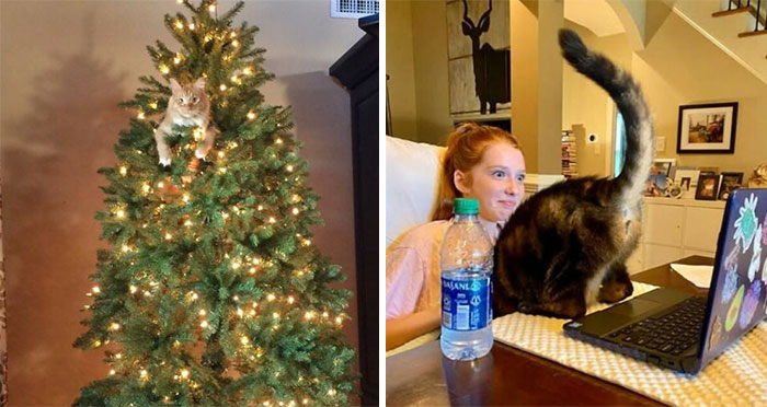 84 Times Cat Owners Caught Their Adorable Pets Behaving Like Jerks