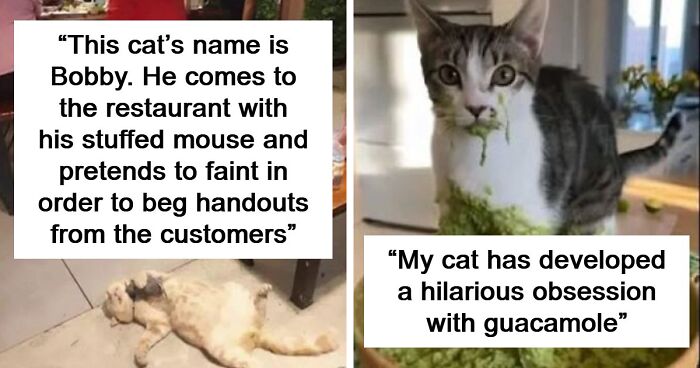 84 Times Cat Owners Caught Their Adorable Pets Behaving Like Jerks