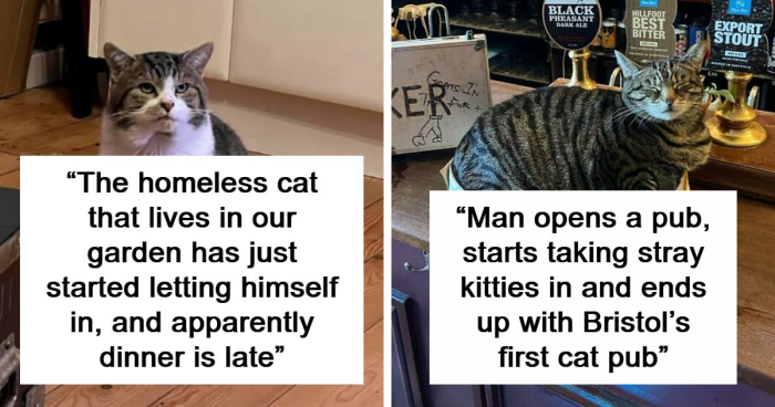 84 Pics That Prove Cats Are Little Jerks You Just Can’t Be Mad At