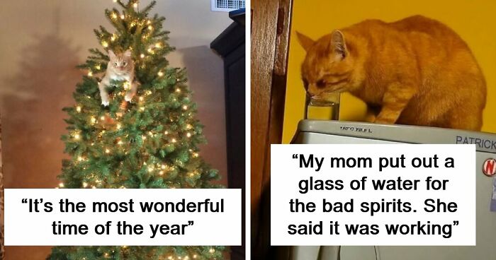 84 Times Cat Owners Caught Their Adorable Pets Behaving Like Jerks