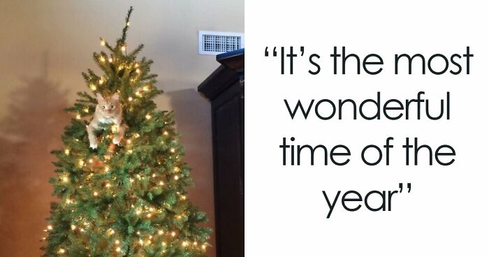 84 Times Cat Owners Caught Their Adorable Pets Behaving Like Jerks