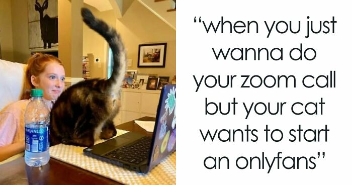 84 Times Cat Owners Caught Their Adorable Pets Behaving Like Jerks